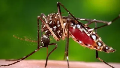 संपादकीय  डेंगू का जोखिम बढ़ना गंभीर चिंता  खतरे पर पर्दा डालने वालों की जिम्मेदारी तय होना जरूरी