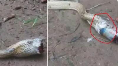 किंग कोबरा ने निगल ली कफ सिरप की बोतल  जान पर खेलकर शख्स ने बचाई सांप की जिंदगी  देखें वायरल वीडियो