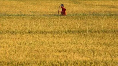 पूरी दुनिया को 10 साल पुराना चावल क्यों चिपकाना चाहता थाईलैंड  नीयत में खोट या कुछ और