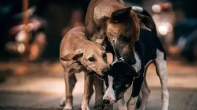 संपादकीय  राह चलते सड़क पर आवारा कुत्तों का खतरा  आक्रामक पशु के आसान शिकार बन रहे बच्चे