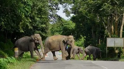हाथी ने बारह दिनों में 16 लोगों को मार डाला